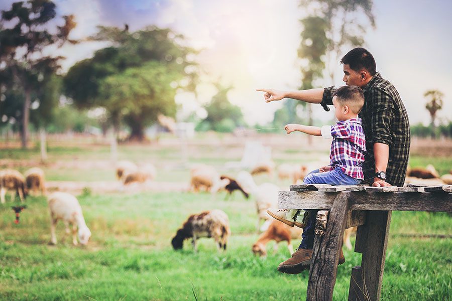 Insurance Quote - Father and Son Sitting on a Wooden Bench on a Farm Looking at the Surrounding Sheep Grazing on the Green Grass