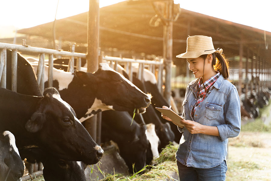 Specialized Business Insurance - Portrait of Smiling Dairy Farmer Watching Her Cows Eating Hay While Holding a Tablet